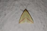 Rhodometra sacraria