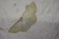 Scopula immutata