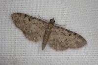 Eupithecia virgaureata