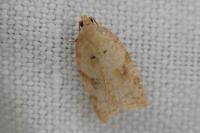 Acleris ferrugana/notana