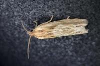 Eucosma cana