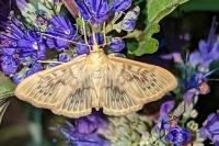 Patania ruralis