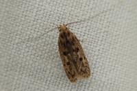 Hofmannophila pseudospretella
