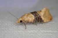 Eupoecilia ambiguella