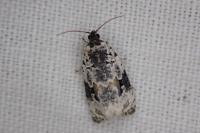 Celypha woodiana