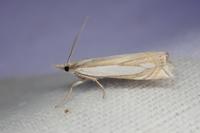 Crambus pascuella