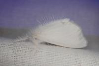 Sphrageidus similis