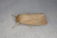 Mythimna pallens