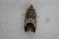 Cydia splendana