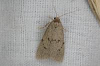 Apaidia mesogona