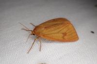 Diacrisia sannio