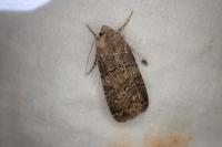 Agrotis bigramma