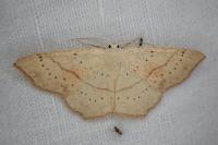 Cyclophora punctaria
