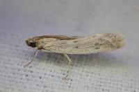 Phycitodes