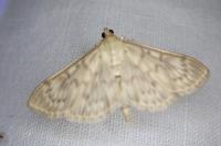 Patania ruralis