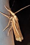 Ancylolomia tentaculella