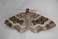 Epirrhoe alternata