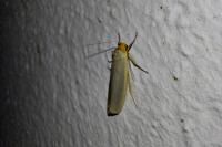 Eilema caniola