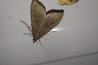 Mecyna asinalis