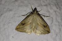 Evergestis forficalis