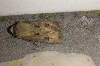 Agrotis exclamationis
