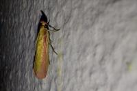 Oncocera semirubella