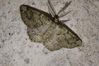 Cleorodes lichenaria