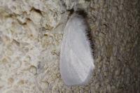 Sphrageidus similis