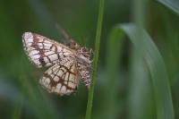 Chiasmia clathrata