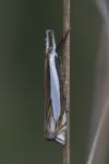 Crambus pascuella