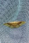 Idaea degeneraria