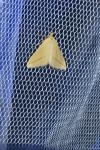 Rhodometra sacraria