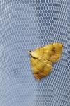 Camptogramma bilineata