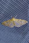 Patania ruralis