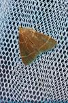 Hypsopygia glaucinalis