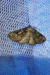 Cleorodes lichenaria