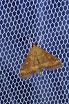 Ostrinia nubilalis/scapulalis