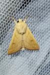 Mythimna vitellina
