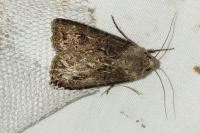 Agrotis bigramma