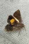 Noctua janthina