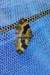 Epirrhoe alternata