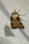 Agrotis puta