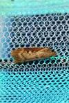 Lamoria anella