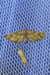 Gymnoscelis rufifasciata