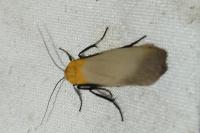 Lithosia quadra