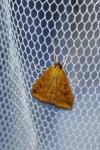 Udea ferrugalis