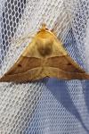 Crocallis elinguaria
