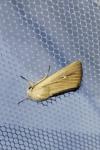 Mythimna sicula