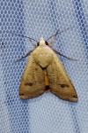 Noctua pronuba