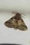 Thaumetopoea processionea